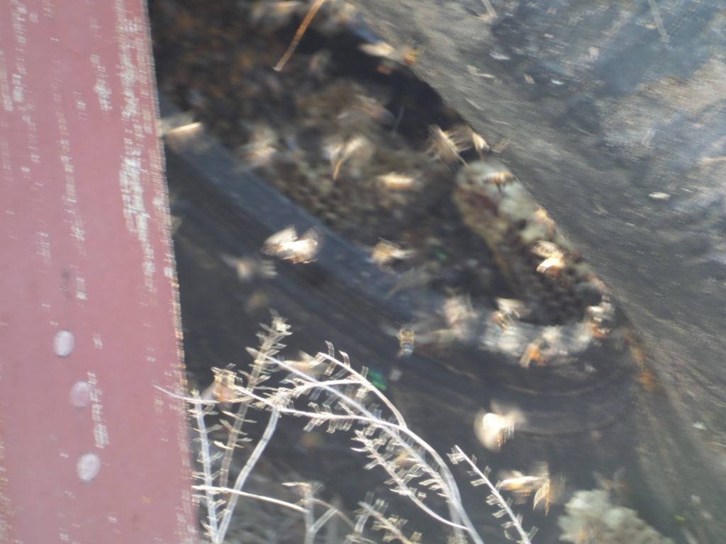 bees-in-tire-2