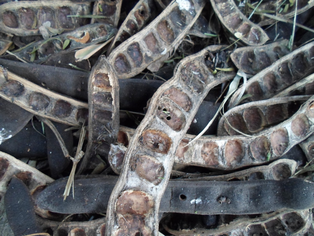 Texas Ebony Seed Pods 1