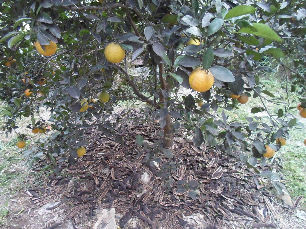 Putting Texas Ebony seed pods to work!  As you can see, we have one or two more layers to go.