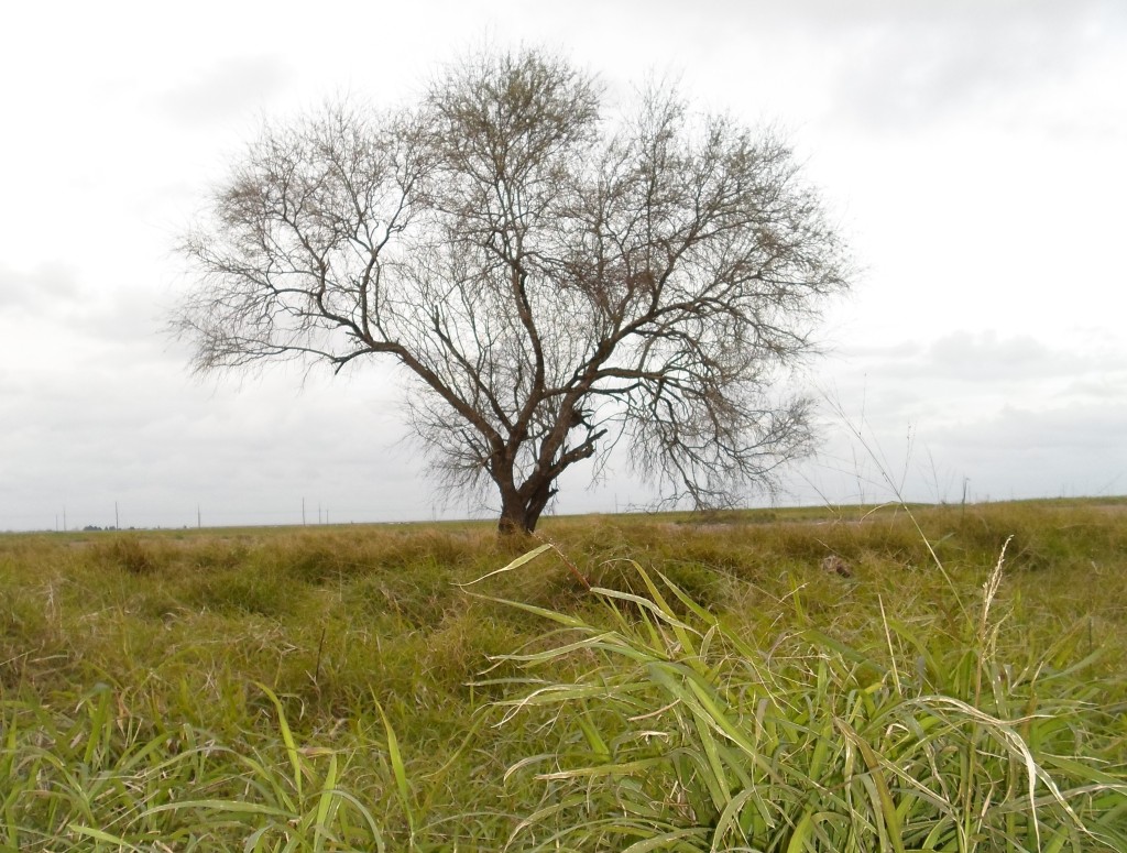 Texas Weeds 1