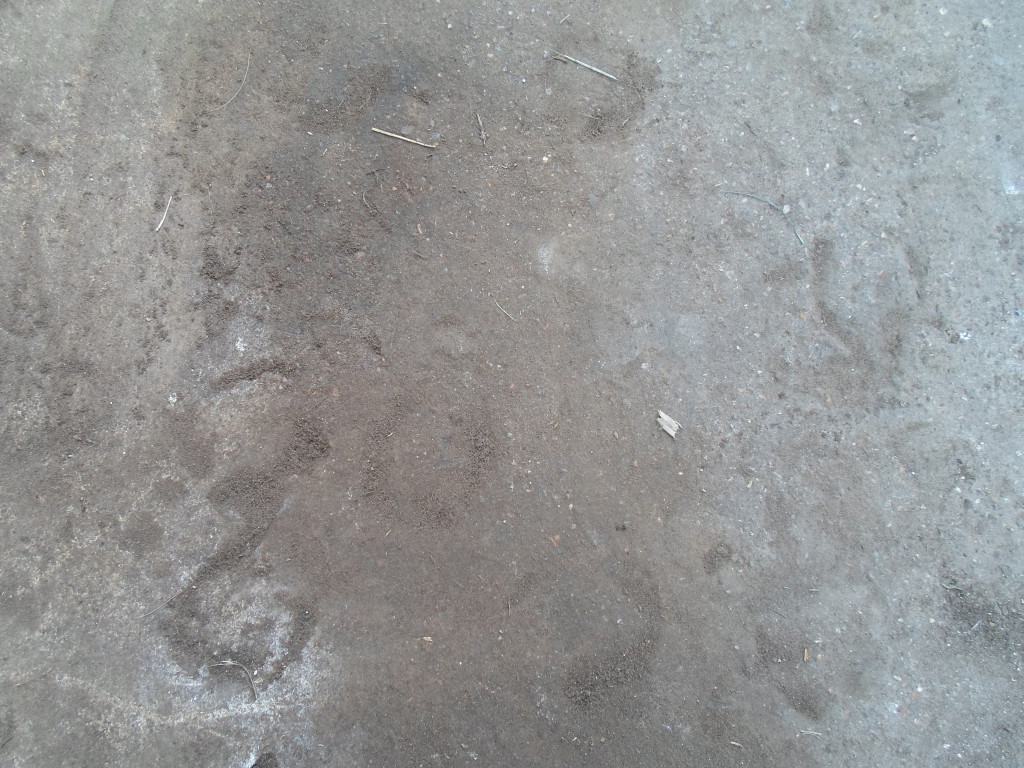 Cow hoof prints in cement. One of the last remaining artifacts from the old Van Berg dairy farm.